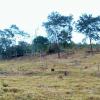 Sale of farm in Pirenópolis