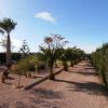 Beautiful Finca near Albatera