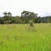 A must-see, sale of a farm in Pirenópolis