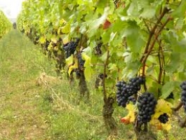 Mechanized vineyard with 7 ha of area