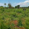 Land QUICK SALE
