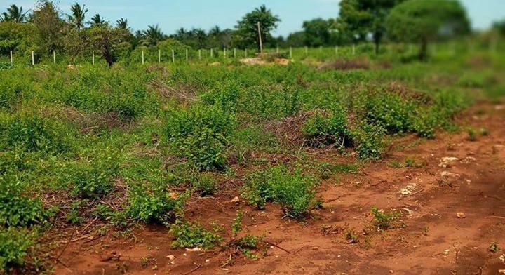 Land QUICK SALE