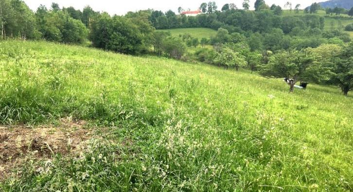 20,000 sqm in the story of nature, Bran, Brasov