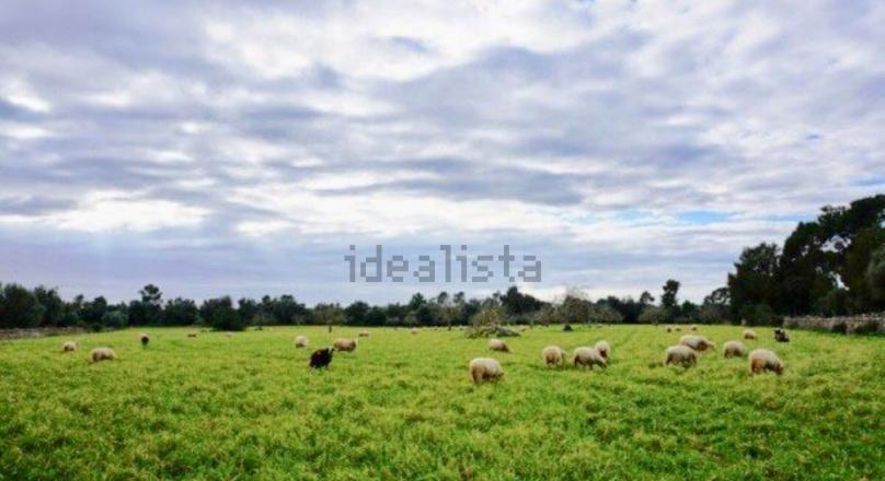 Country house for sale on the road to Ses erasses, 10