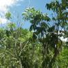 FARMLAND FOR SALE AT LIPA, BATANGAS, PHILIPPINES