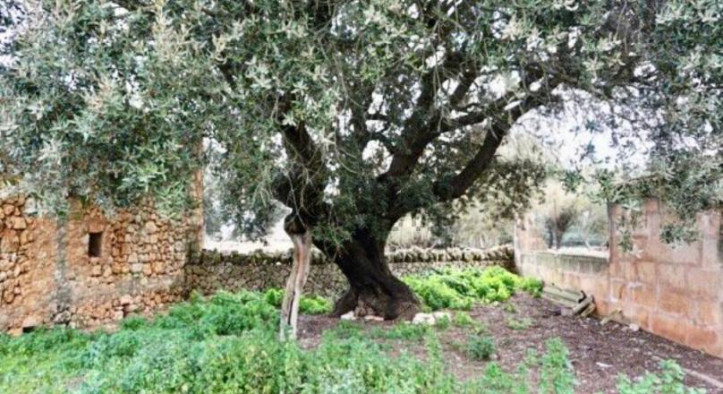 Country house for sale on the road to Ses erasses, 10