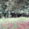 A must-see, sale of a farm in Pirenópolis
