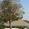Pool villa for rent Soi Nong Hin /pattaya