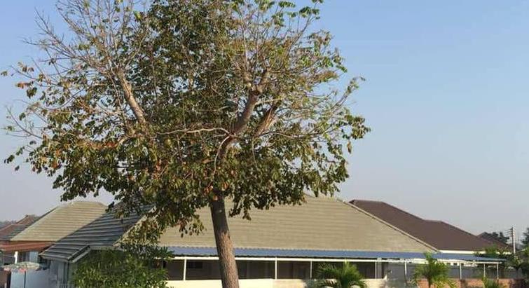 Pool villa for rent Soi Nong Hin /pattaya
