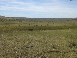 GREAT OFFER - OPPORTUNITY u $ s 45 / ha