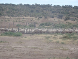 PATAGONIA ARGENTINA - EXCELLENT BUSINESS - Stay of 20,000 hectares