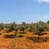 As far as the eye can see. Farming with organic olive cultivation. Olive oil with quality mark.