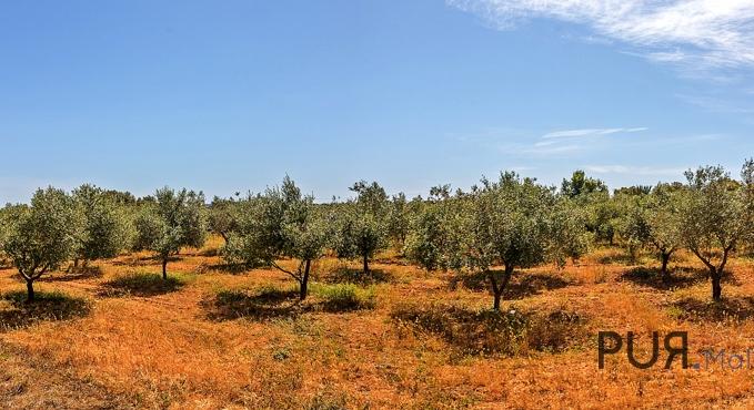 As far as the eye can see. Farming with organic olive cultivation. Olive oil with quality mark.