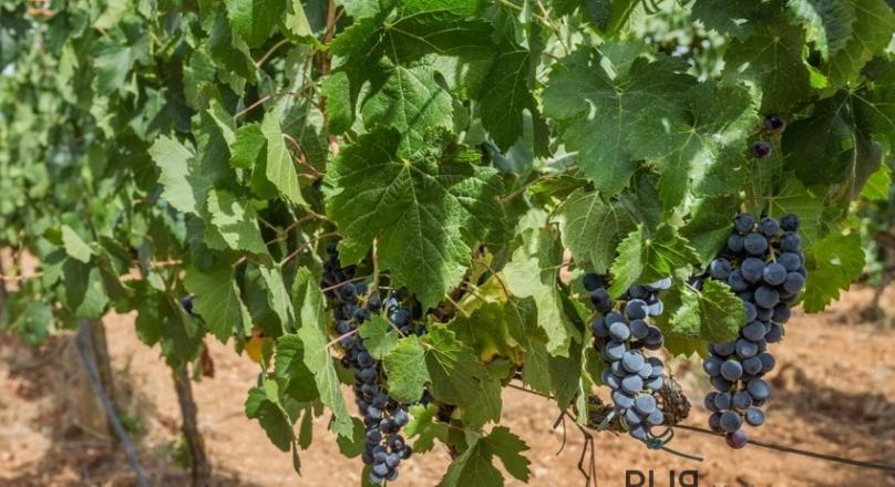 Santa Maria del Cami. Highly attractive region in the well-known wine growing area. 21 rooms/suits.