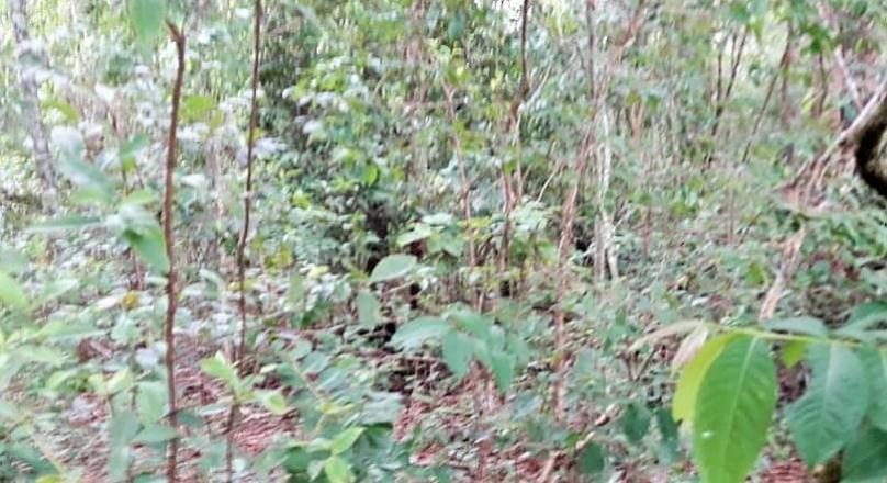 A must-see, sale of a farm in Pirenópolis
