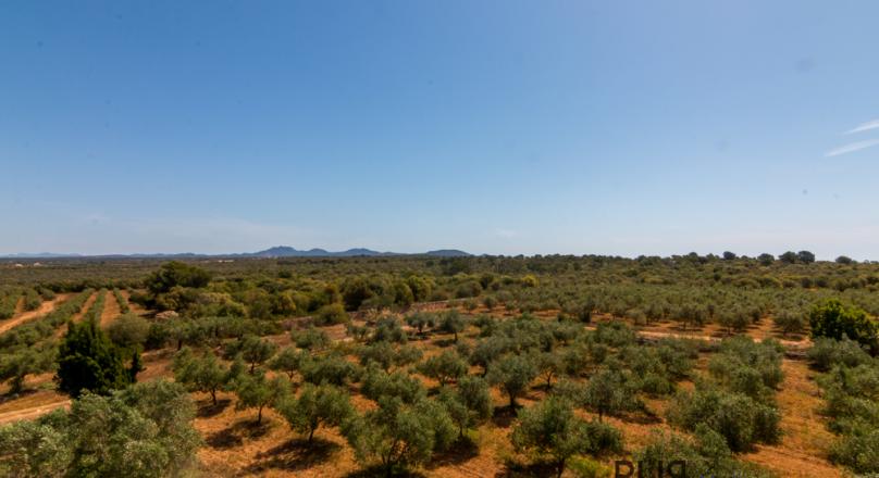 As far as the eye can see. Farming with organic olive cultivation. Olive oil with quality mark.