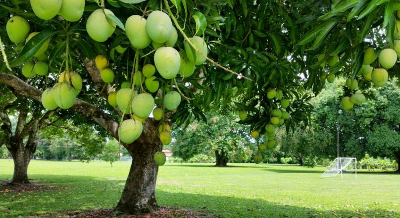 PROPERTY FOR SALE WITH LANDING LAND