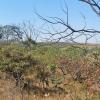 land sale in Pirenópolis, next to the Serra dos Pireneus State Park