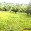 20,000 sqm in the story of nature, Bran, Brasov