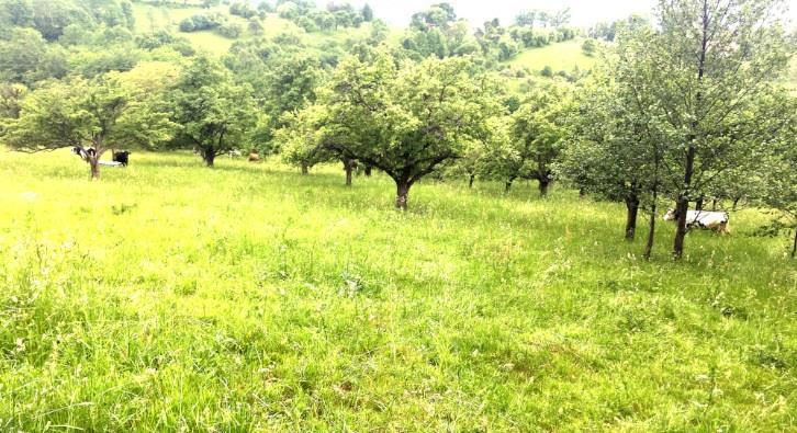 20,000 sqm in the story of nature, Bran, Brasov