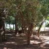 Sale of farm with an exuberant beauty