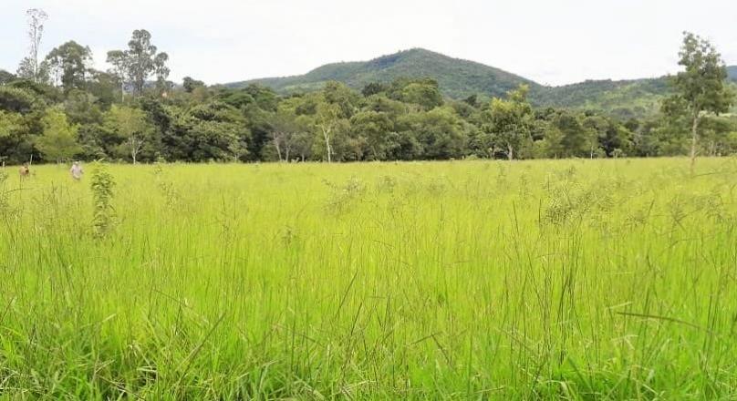 A must-see, sale of a farm in Pirenópolis