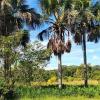 Sale of farm with an exuberant beauty