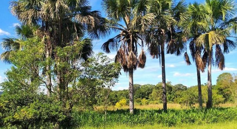 Sale of farm with an exuberant beauty