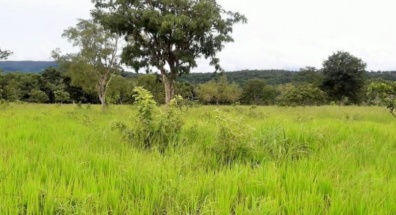 A must-see, sale of a farm in Pirenópolis