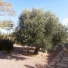 Beautiful Finca near Albatera