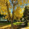 Distinction in versatile composition, in the caress of autumn colors, Braso