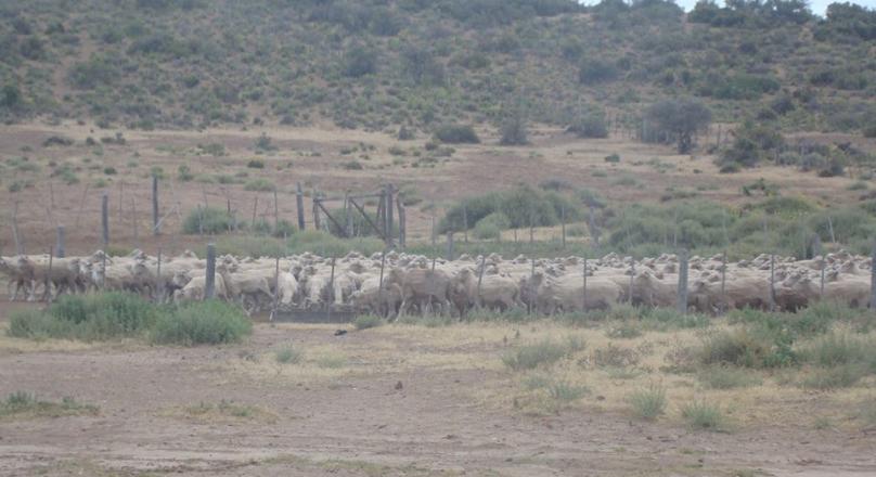 PATAGONIA ARGENTINA - EXCELLENT BUSINESS - Stay of 20,000 hectares