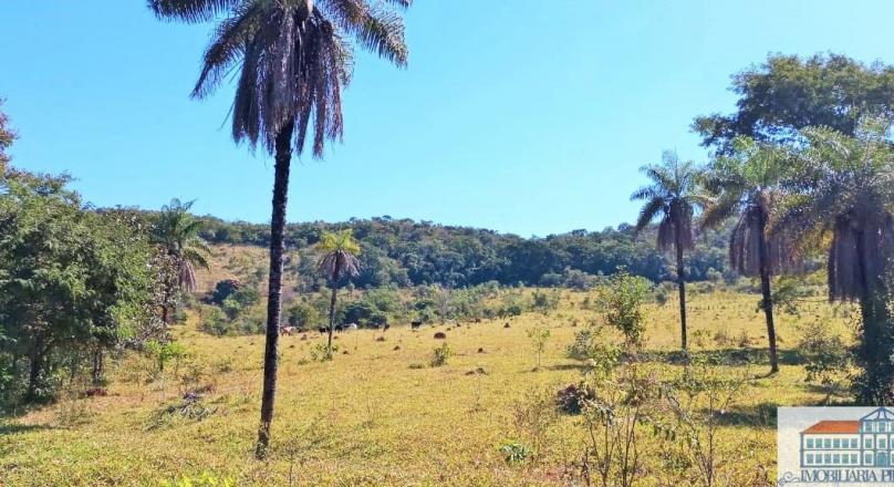 Sale of farm with exuberant beauty