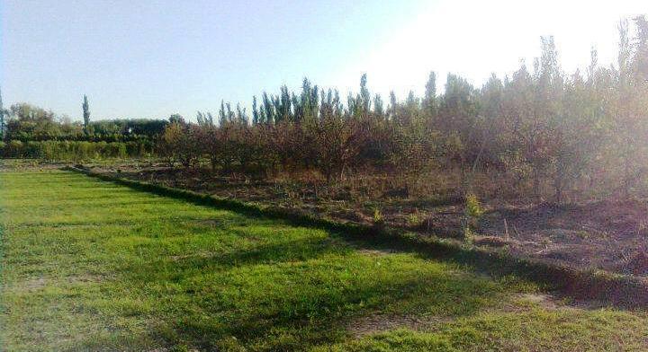 LOT OF THE PLOTTIER APPLES