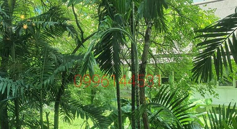 Private Residence for rent near BTS Ekamai Type 2 bedroom 2 bathroom